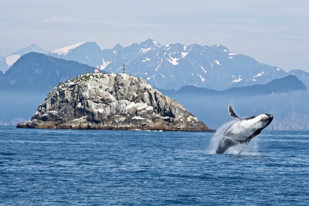 balene ricerca Antartide