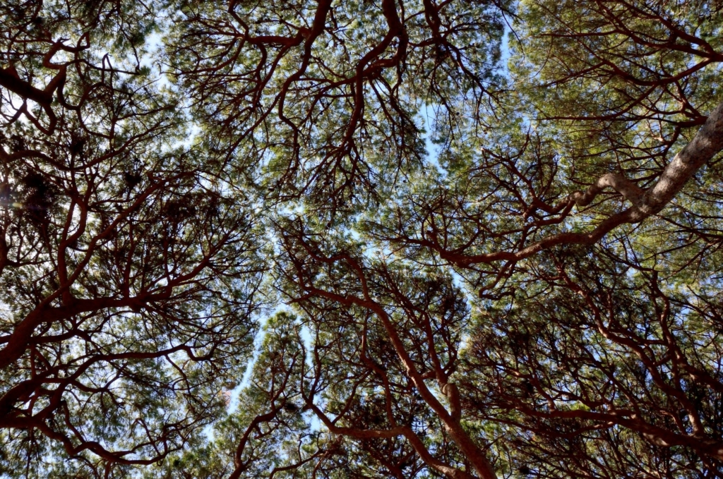 crown shyness