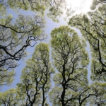 crown shyness