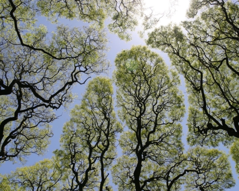 crown shyness