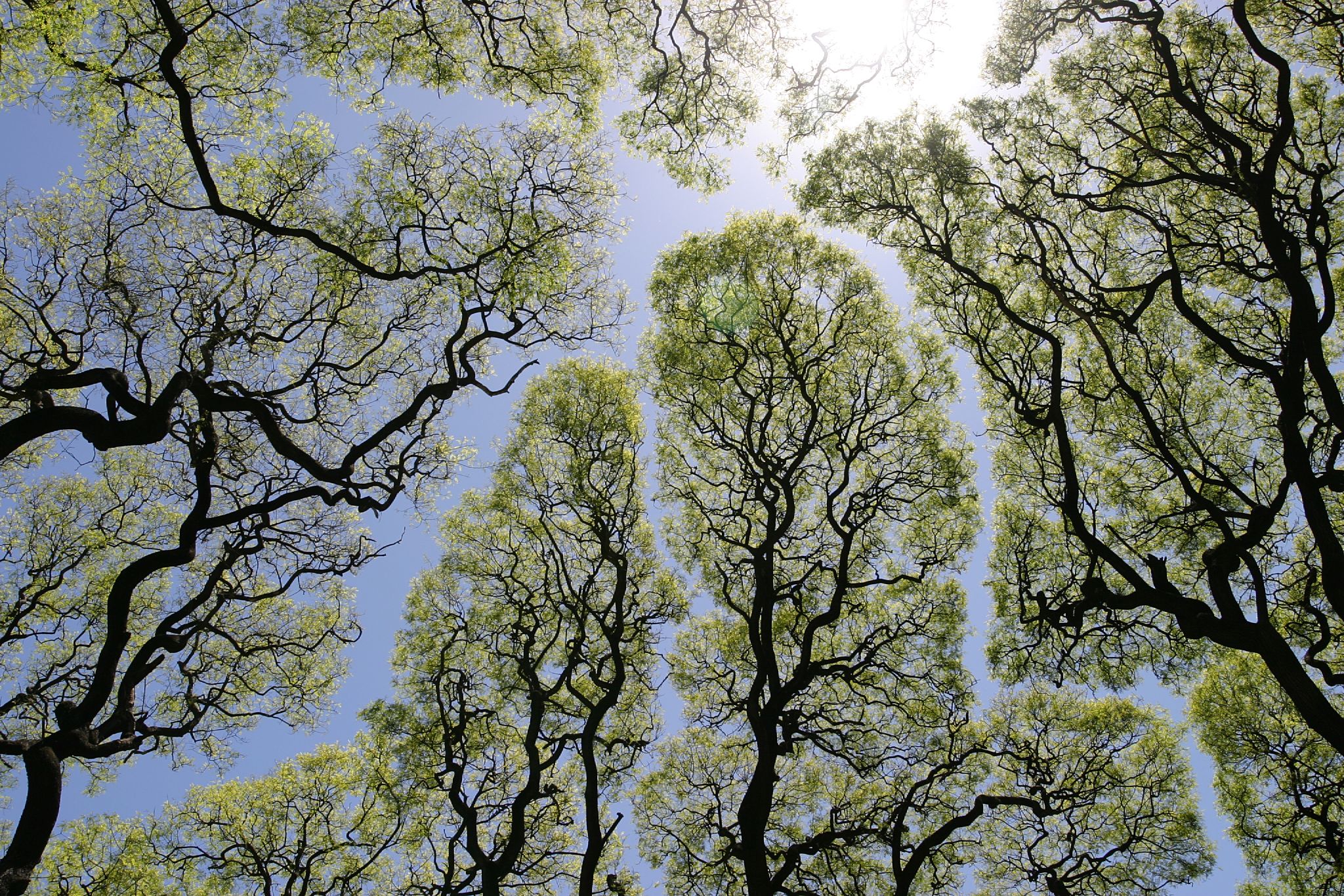 crown shyness