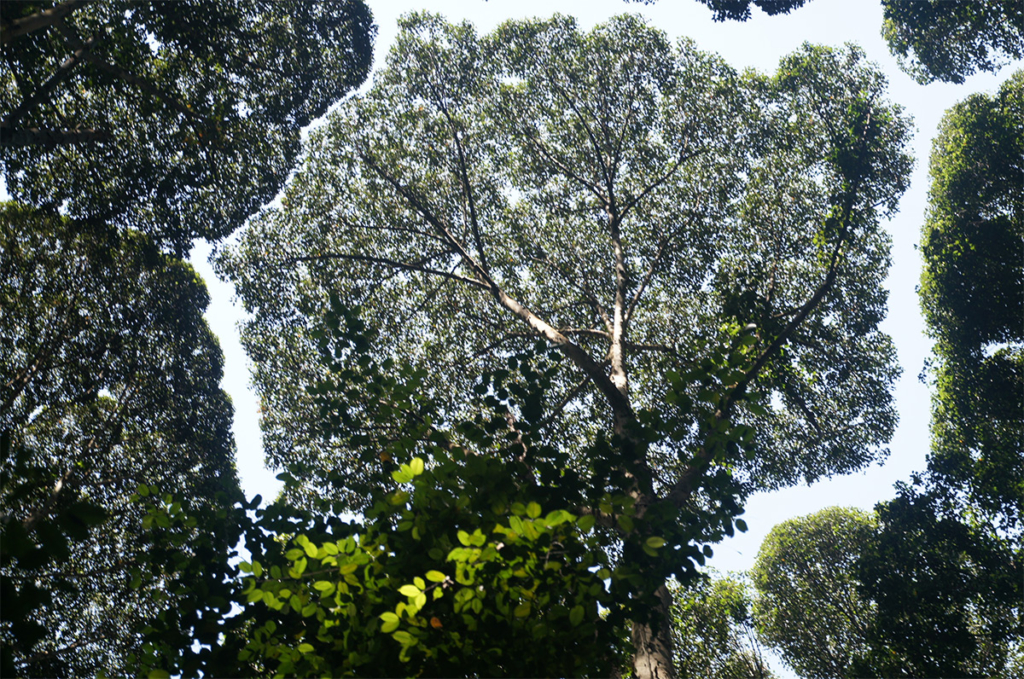 crown shyness timidezza chioma