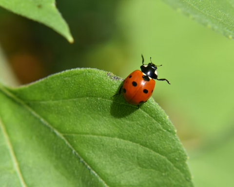 coccinella