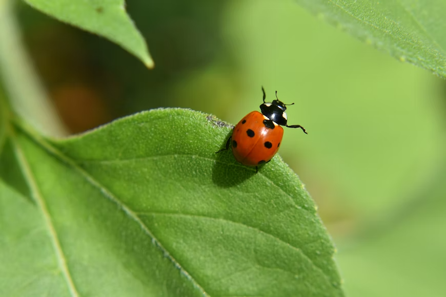 coccinella